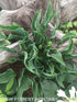 Hosta 'Praying Hands' - New Forest Hostas & Hemerocallis