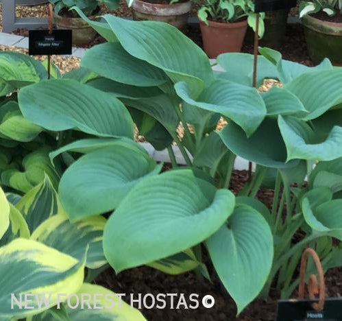 Hosta 'Prince of Wales' - New Forest Hostas & Hemerocallis