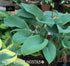 Hosta 'Prince of Wales' - New Forest Hostas & Hemerocallis
