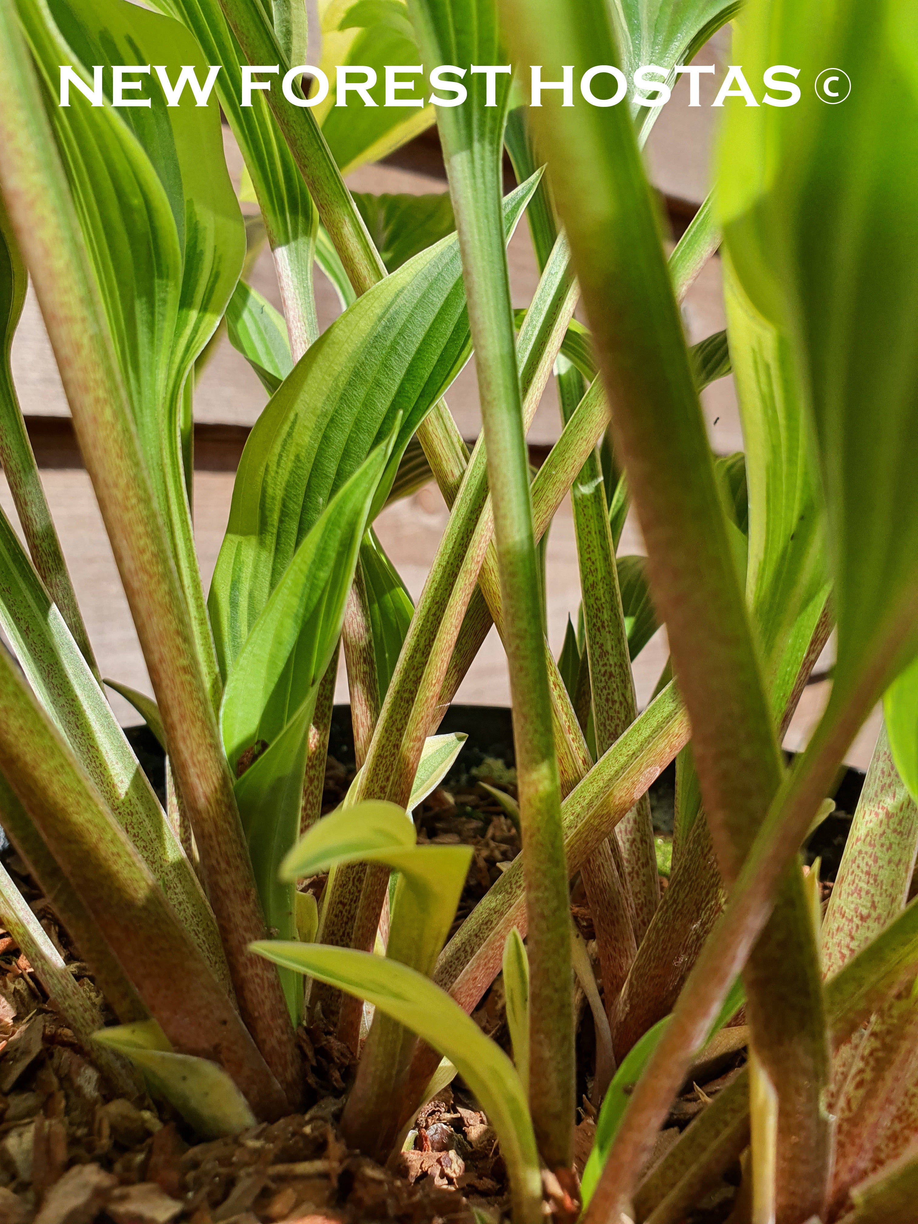 Hosta 'Proud Sentry' - New Forest Hostas & Hemerocallis