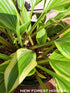 Hosta 'Proud Sentry' - New Forest Hostas & Hemerocallis