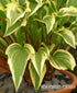 Hosta 'Proud Sentry' - New Forest Hostas & Hemerocallis
