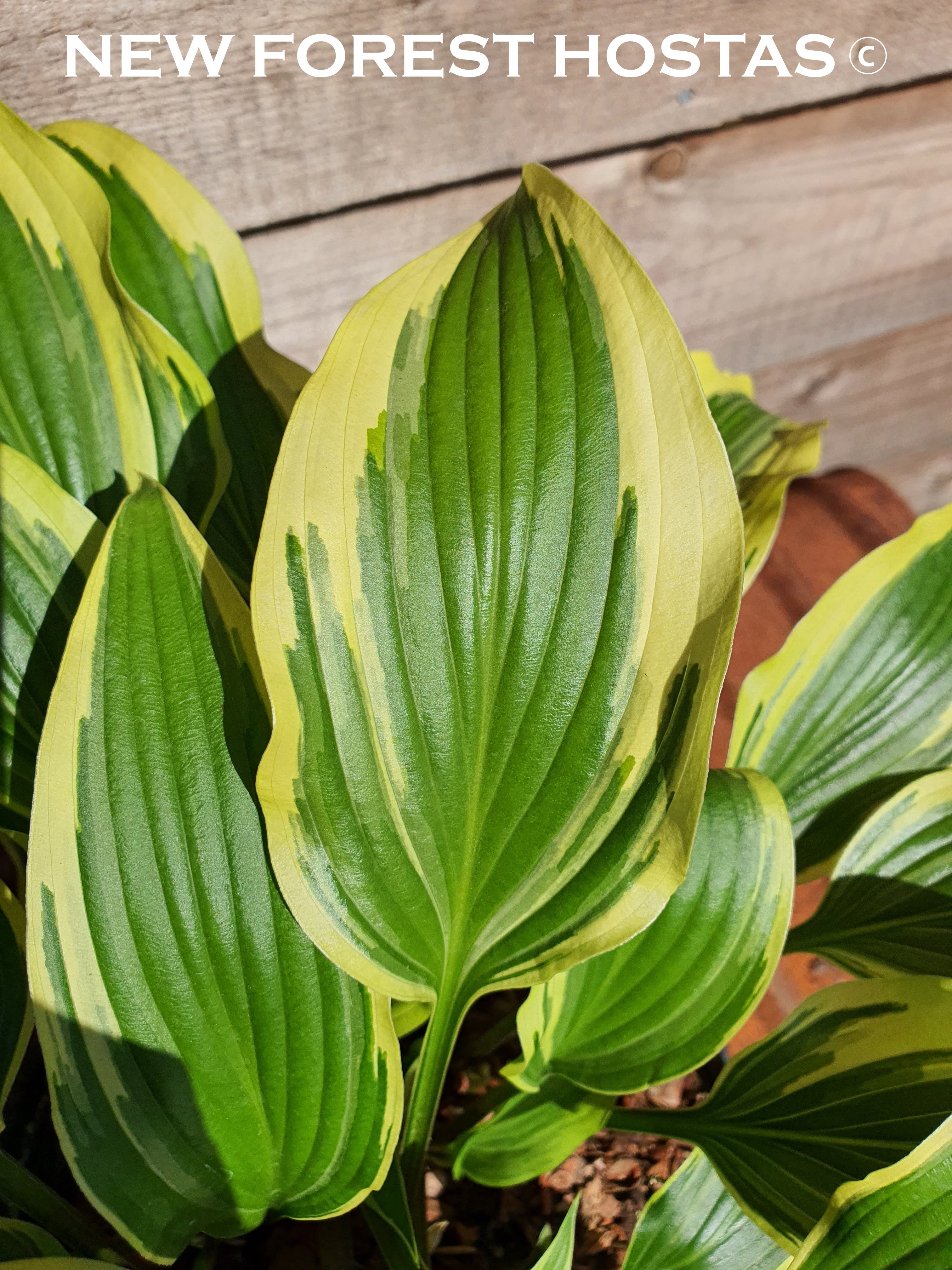 Hosta 'Proud Sentry' - New Forest Hostas & Hemerocallis