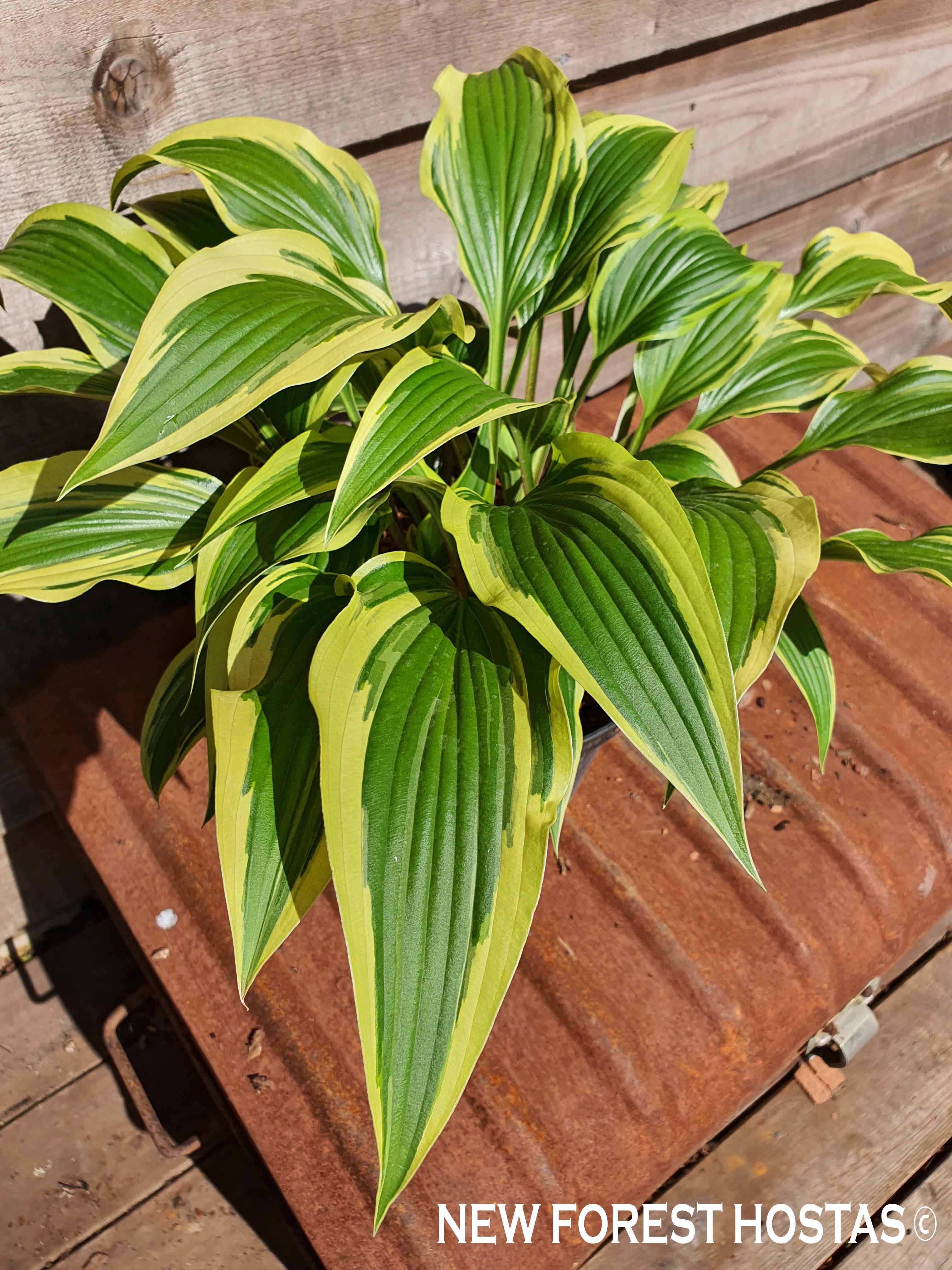 Hosta 'Proud Sentry' - New Forest Hostas & Hemerocallis