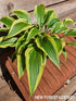 Hosta 'Proud Sentry' - New Forest Hostas & Hemerocallis