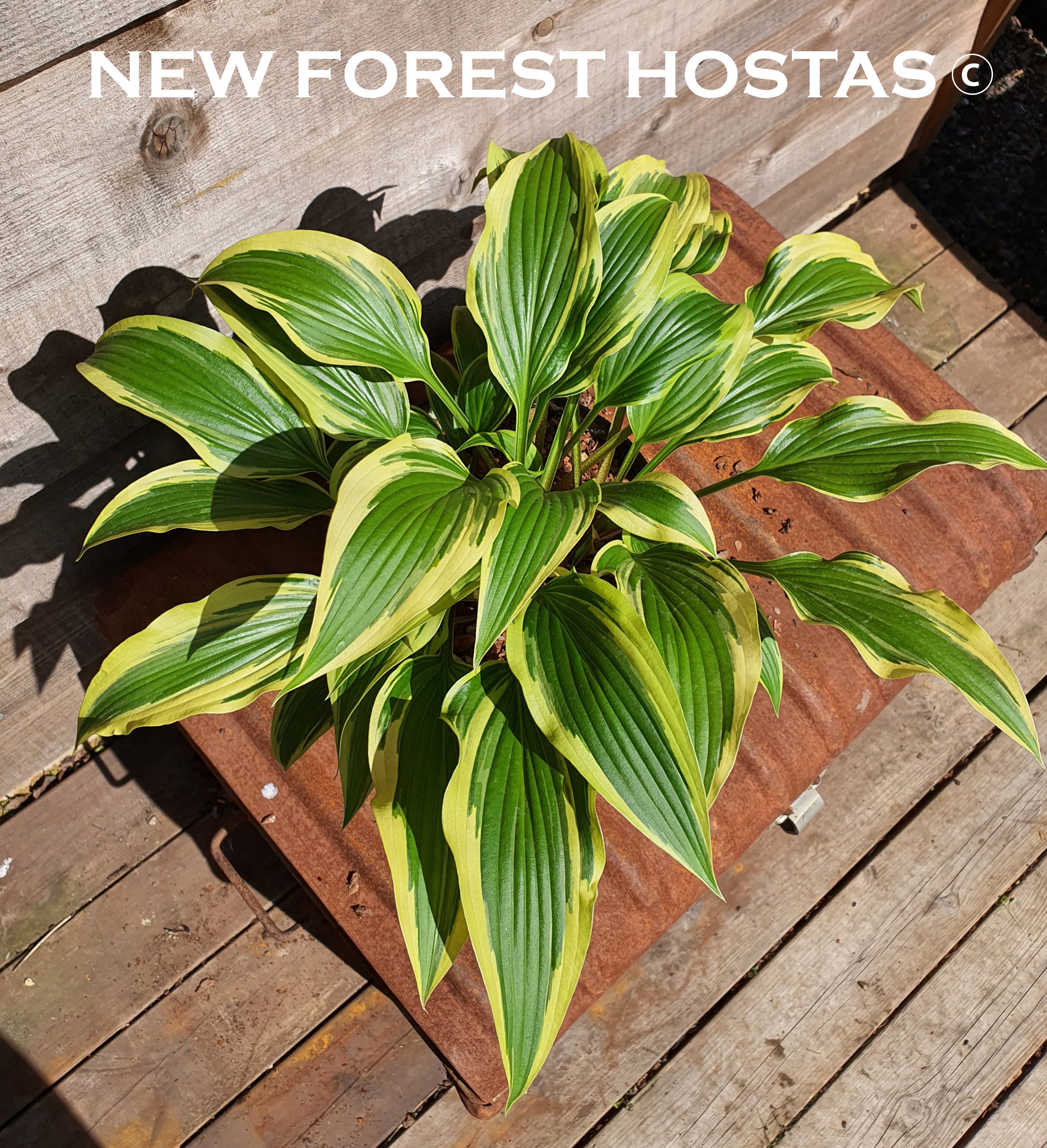 Hosta 'Proud Sentry' - New Forest Hostas & Hemerocallis