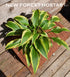 Hosta 'Proud Sentry' - New Forest Hostas & Hemerocallis