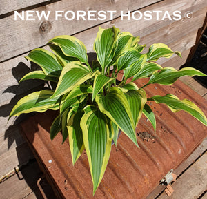 Hosta 'Proud Sentry' - New Forest Hostas & Hemerocallis