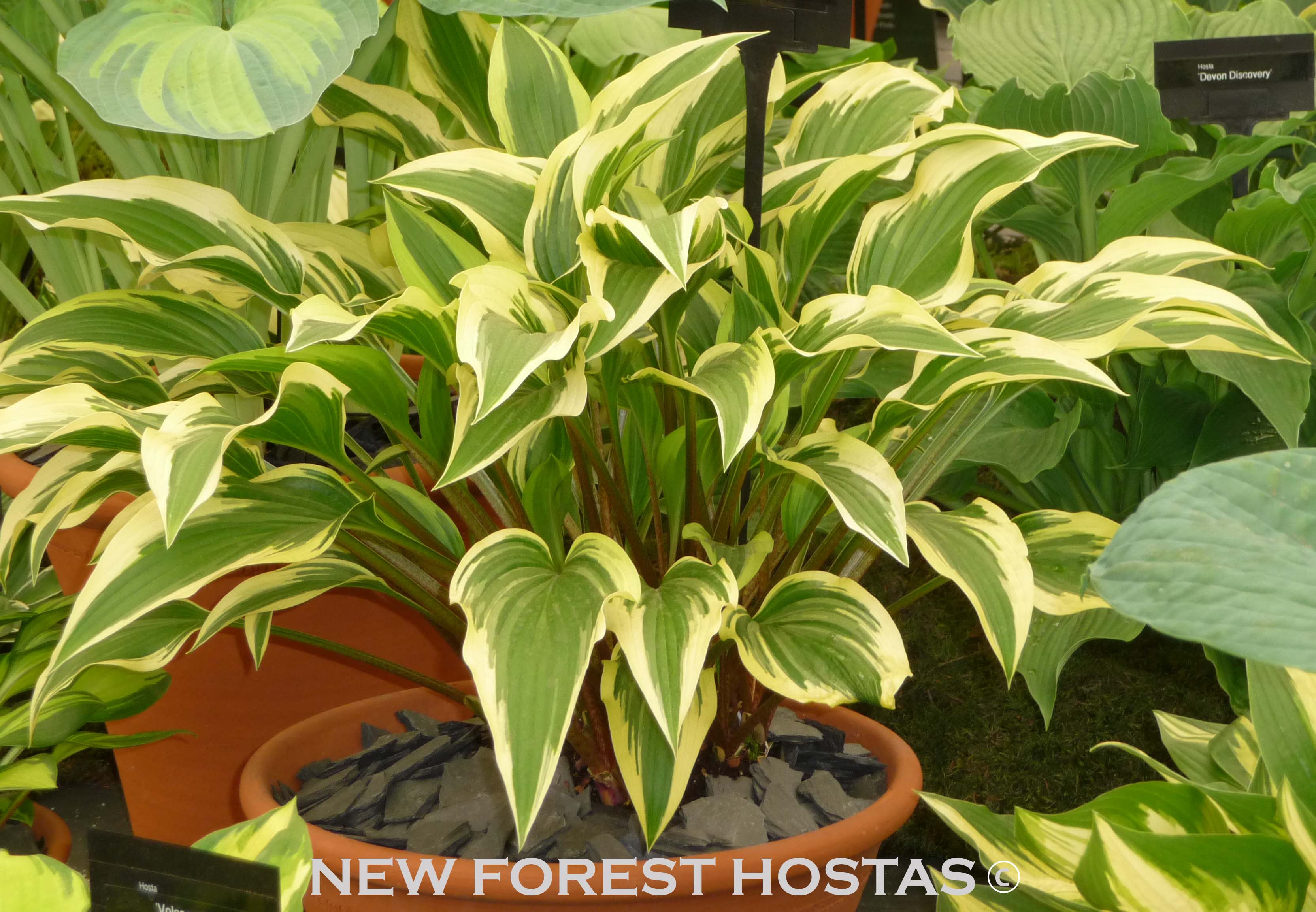 Hosta 'Proud Sentry' - New Forest Hostas & Hemerocallis