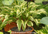 Hosta 'Proud Sentry' - New Forest Hostas & Hemerocallis