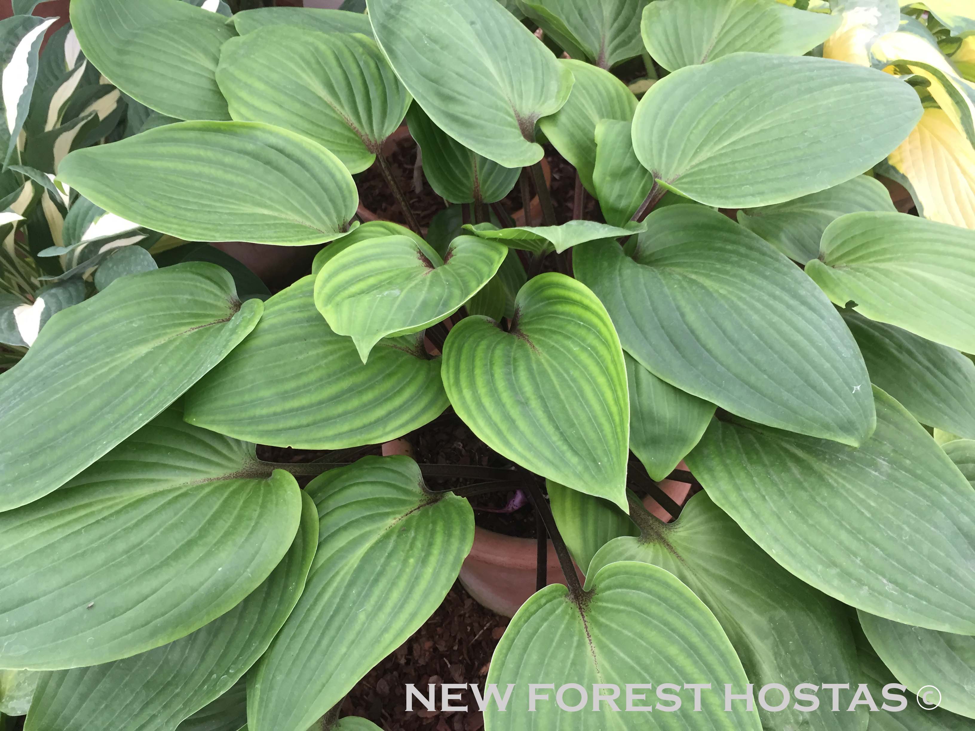 Hosta 'Purple Heart' - New Forest Hostas & Hemerocallis