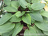 Hosta 'Purple Heart' - New Forest Hostas & Hemerocallis