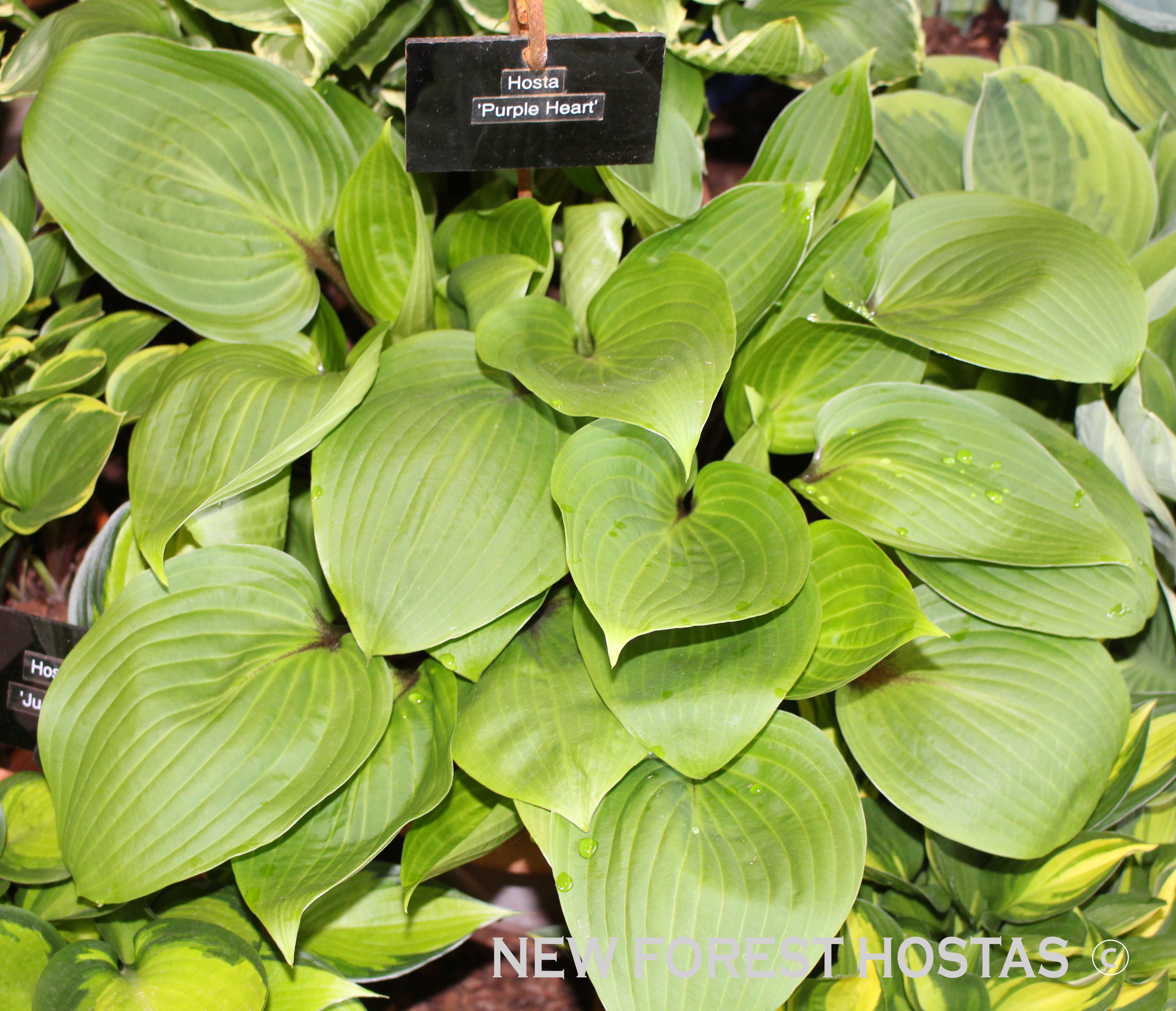 Hosta 'Purple Heart' - New Forest Hostas & Hemerocallis