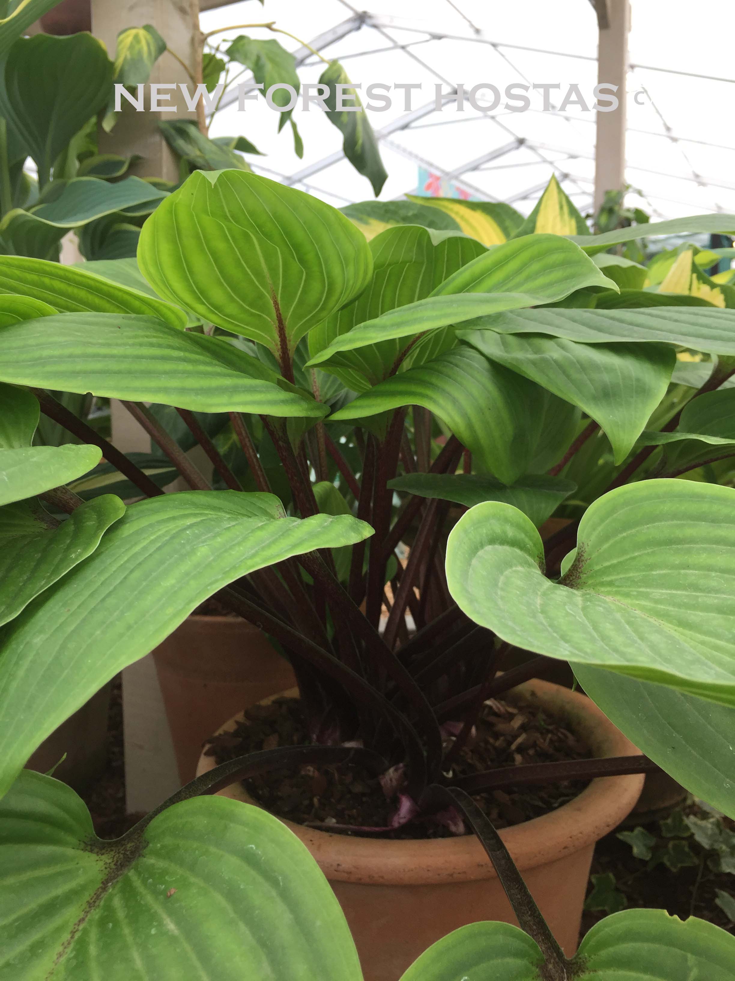 Hosta 'Purple Heart' - New Forest Hostas & Hemerocallis