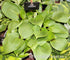 Hosta 'Purple Heart' - New Forest Hostas & Hemerocallis
