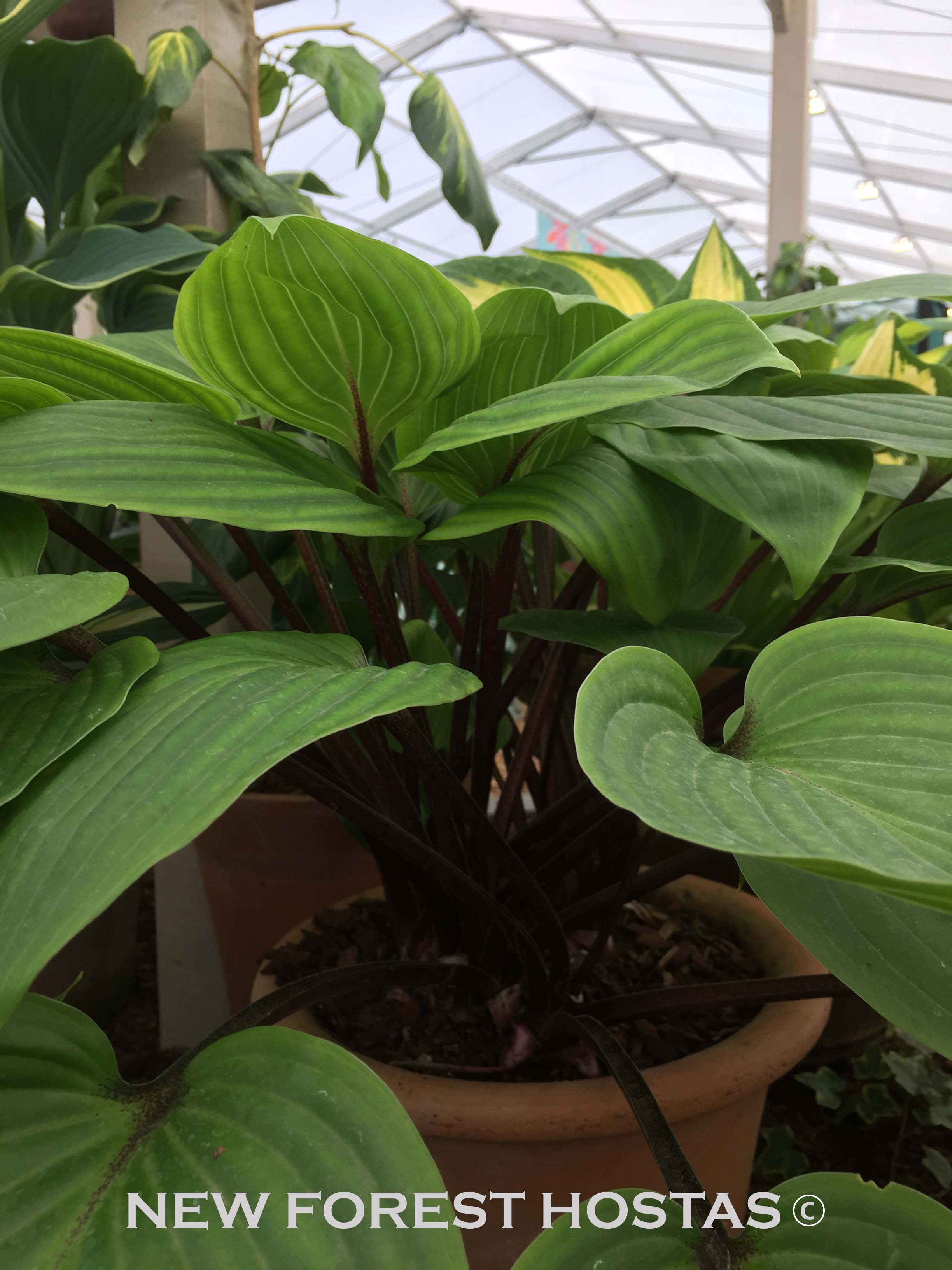 Hosta 'Purple Heart' - New Forest Hostas & Hemerocallis