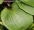Hosta 'Purple Heart' - New Forest Hostas & Hemerocallis