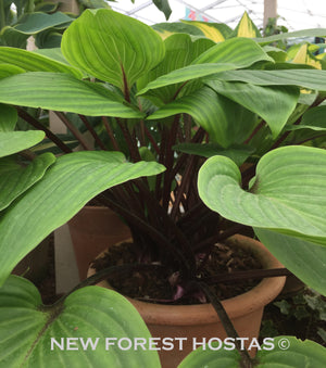 Hosta 'Purple Heart' - New Forest Hostas & Hemerocallis