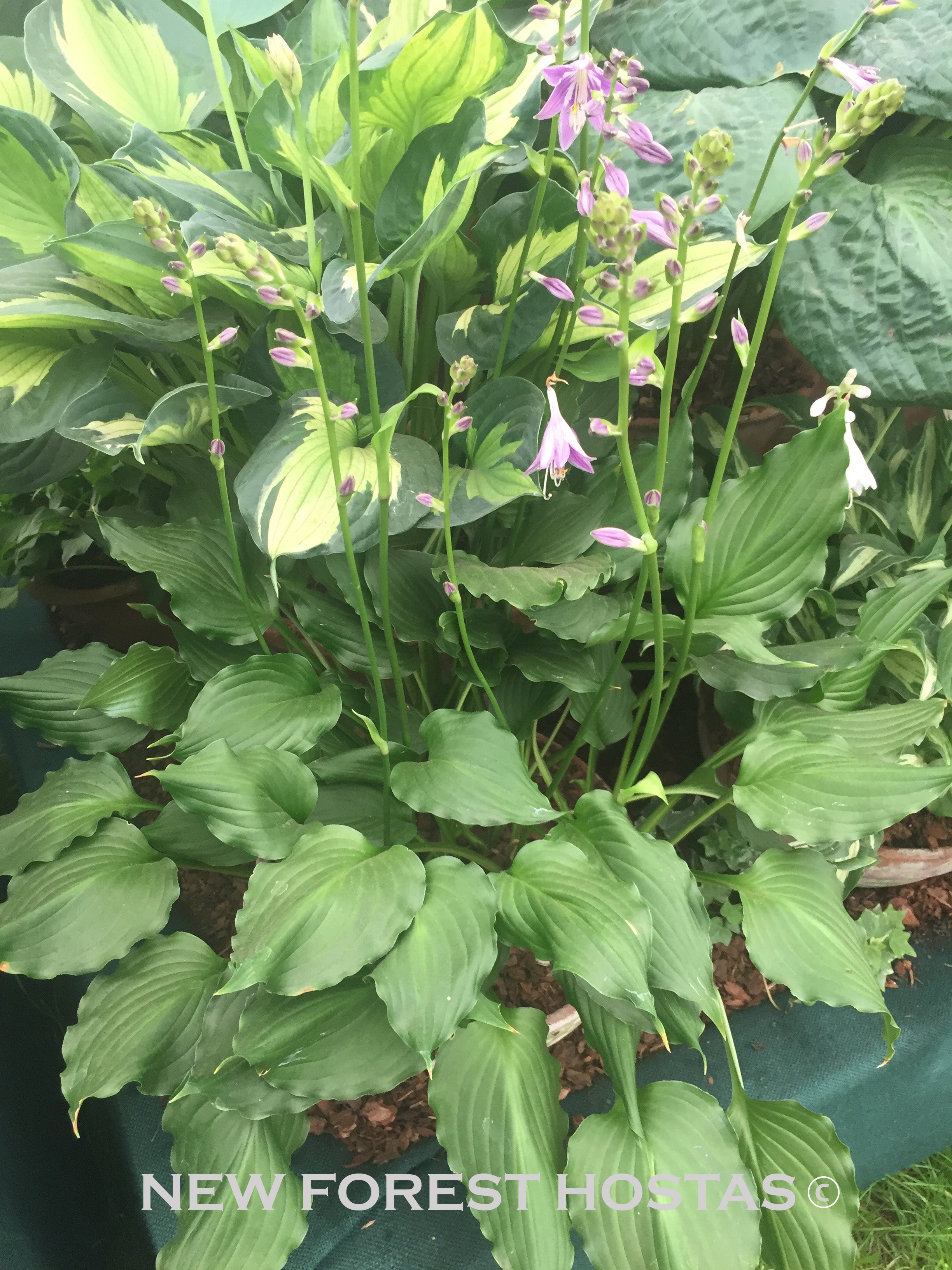 Hosta 'Purple Sensation'' - New Forest Hostas & Hemerocallis