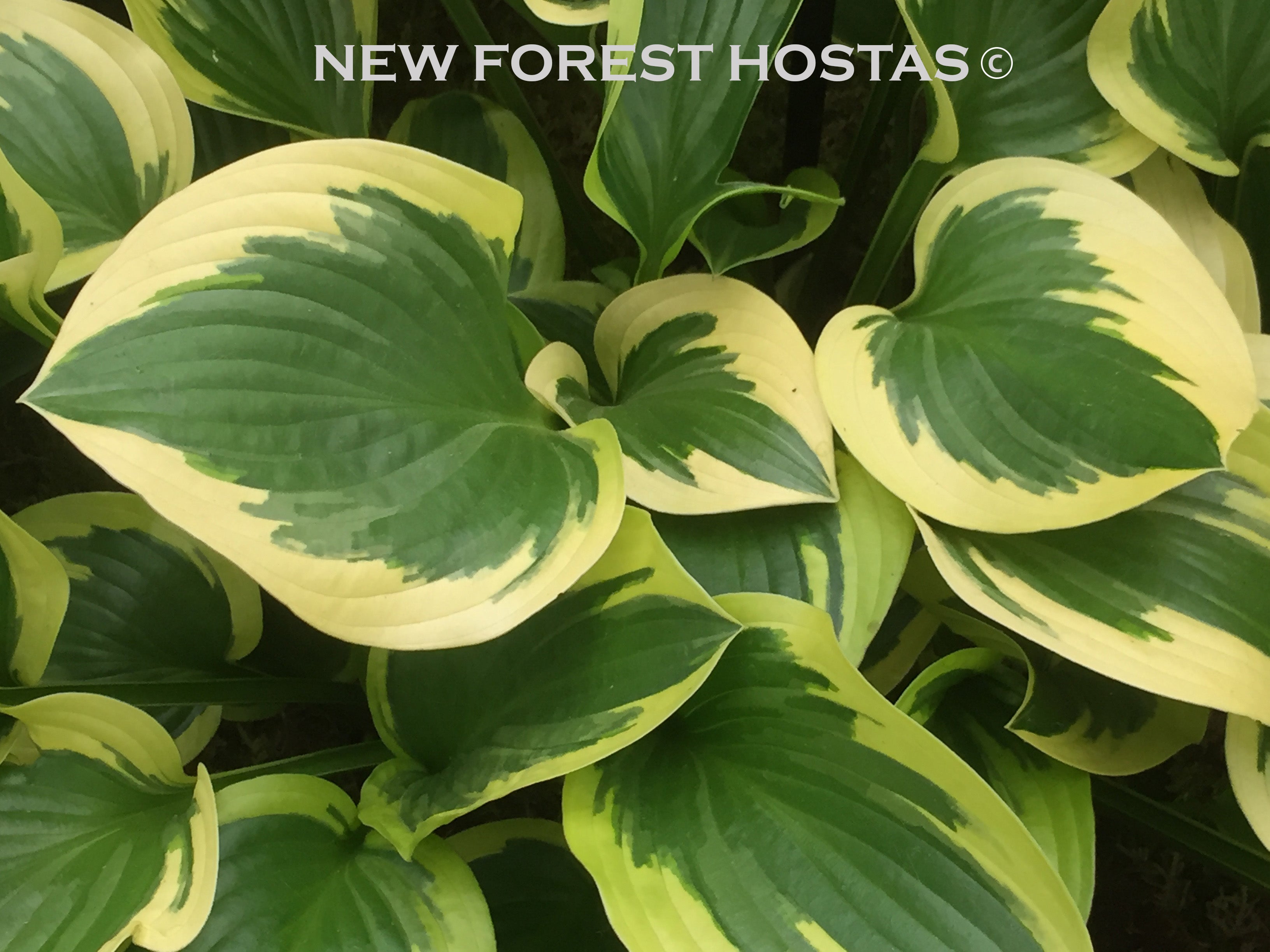 Hosta 'Queen Josephine' - New Forest Hostas & Hemerocallis
