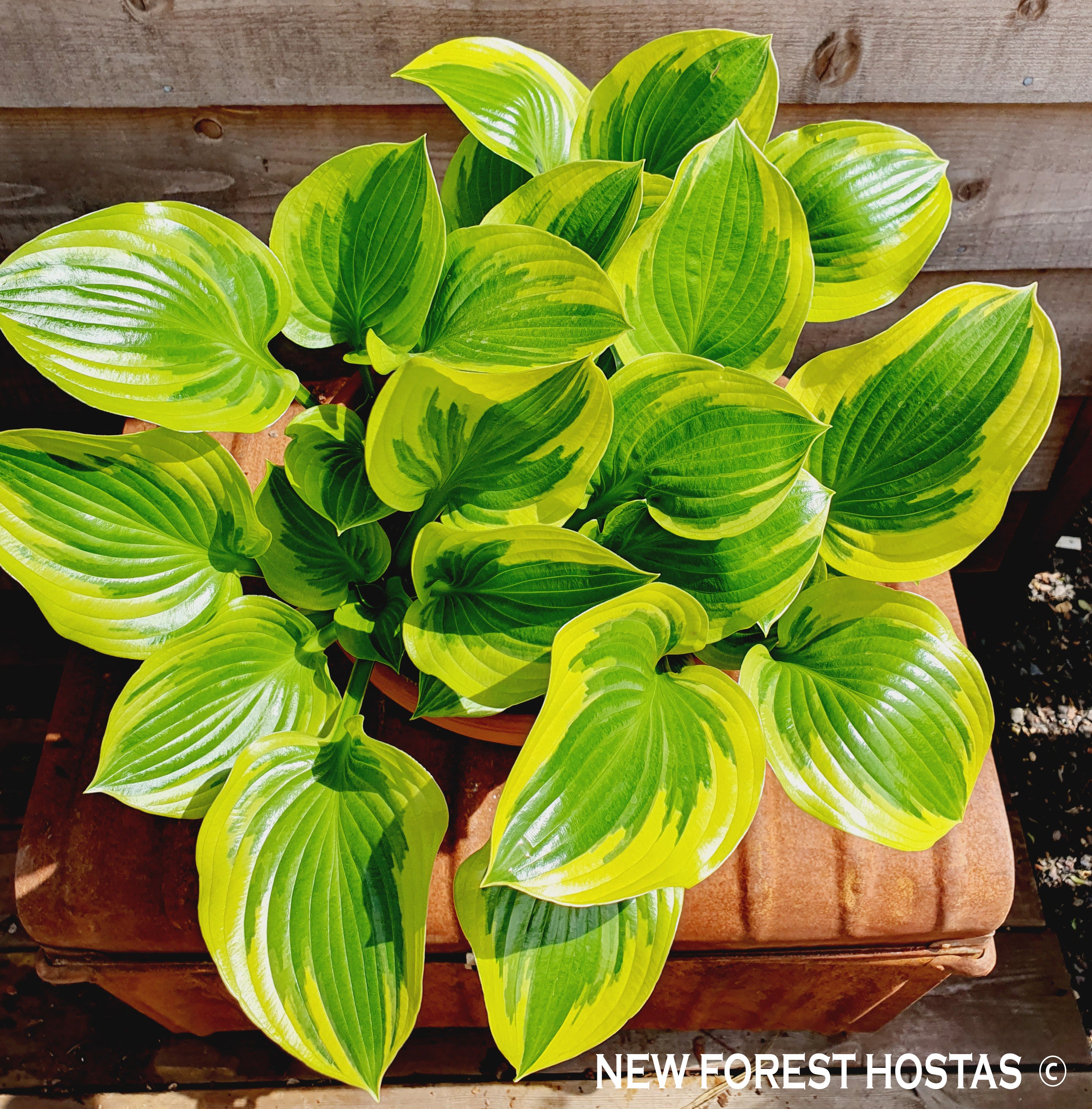 Hosta 'Queen Josephine' - New Forest Hostas & Hemerocallis