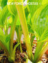 Hosta 'Queen Josephine' - New Forest Hostas & Hemerocallis