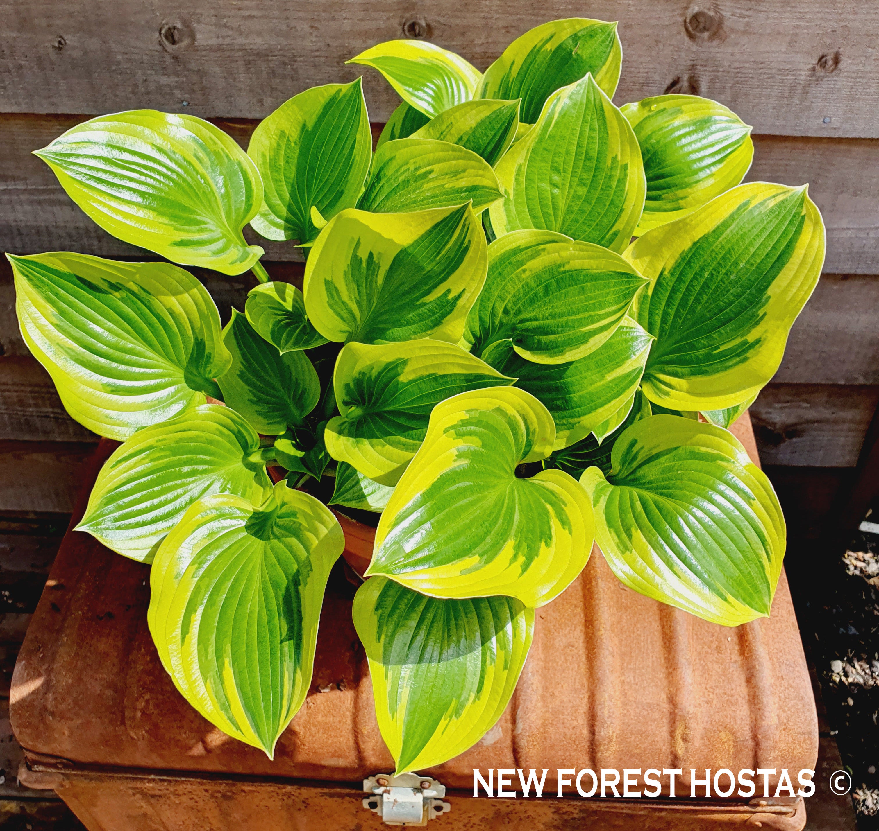 Hosta 'Queen Josephine' - New Forest Hostas & Hemerocallis