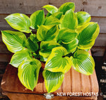 Hosta 'Queen Josephine' - New Forest Hostas & Hemerocallis