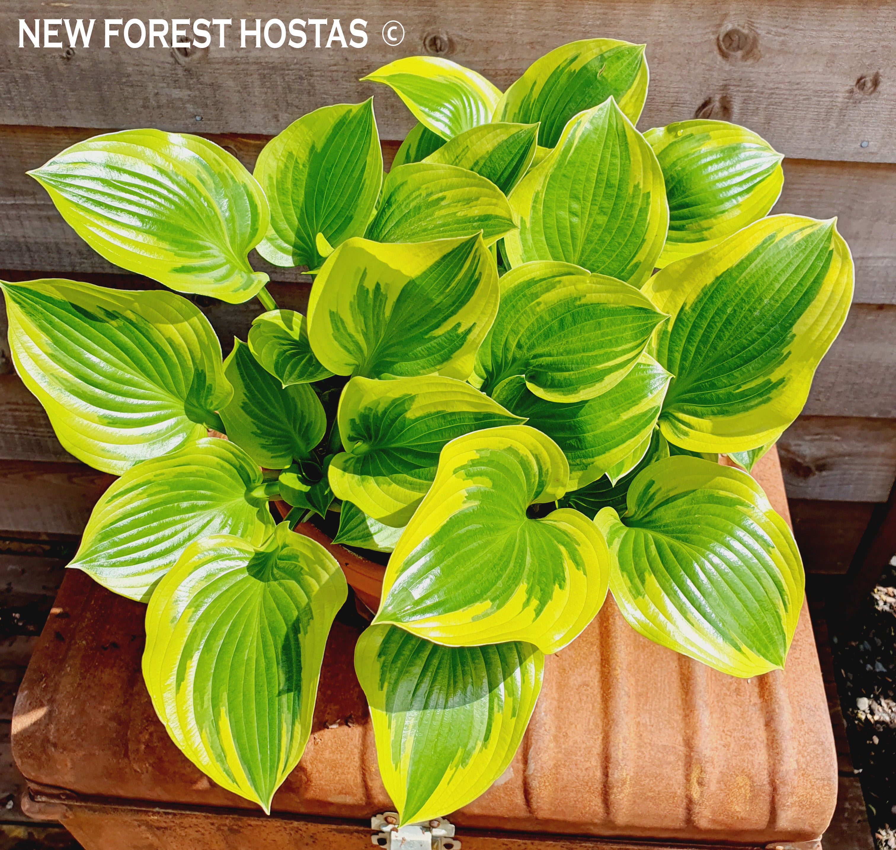 Hosta 'Queen Josephine' - New Forest Hostas & Hemerocallis