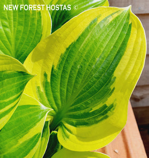 Hosta 'Queen Josephine' - New Forest Hostas & Hemerocallis