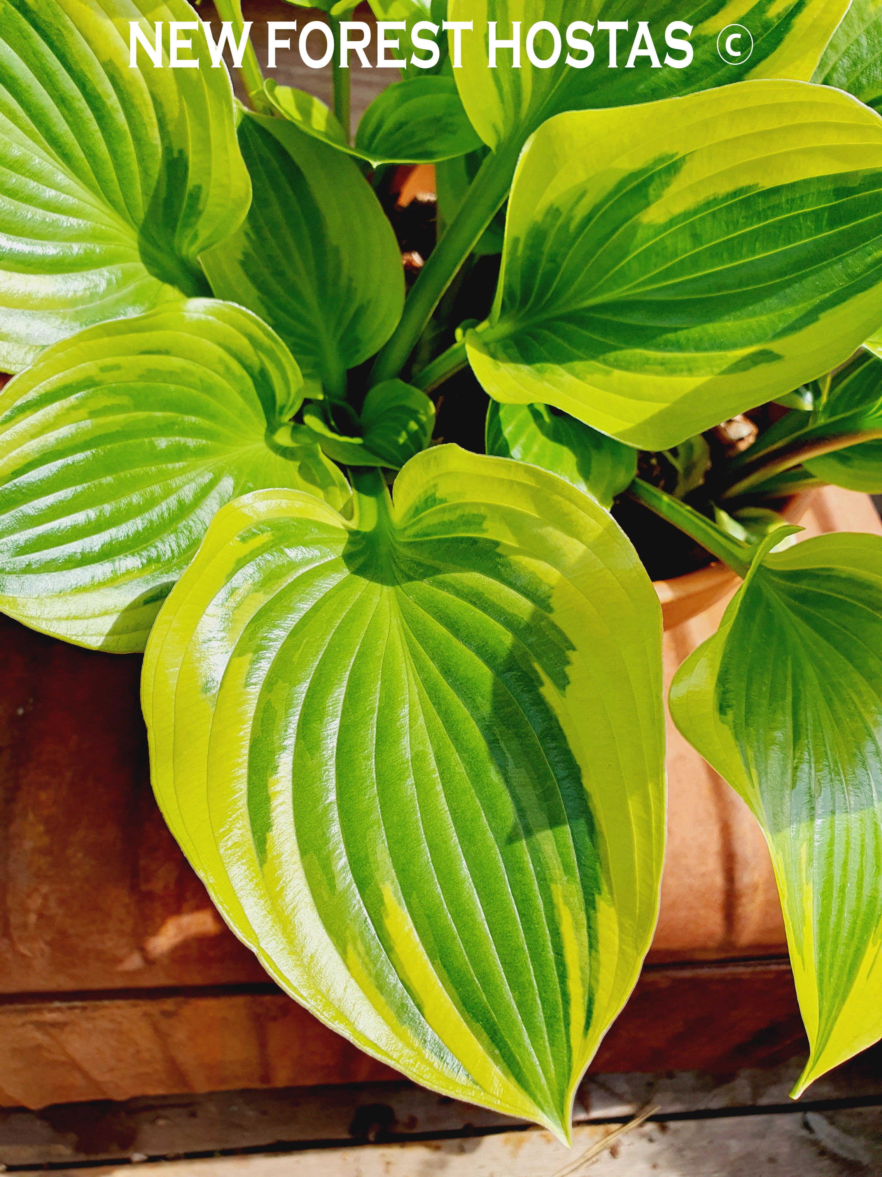 Hosta 'Queen Josephine' - New Forest Hostas & Hemerocallis
