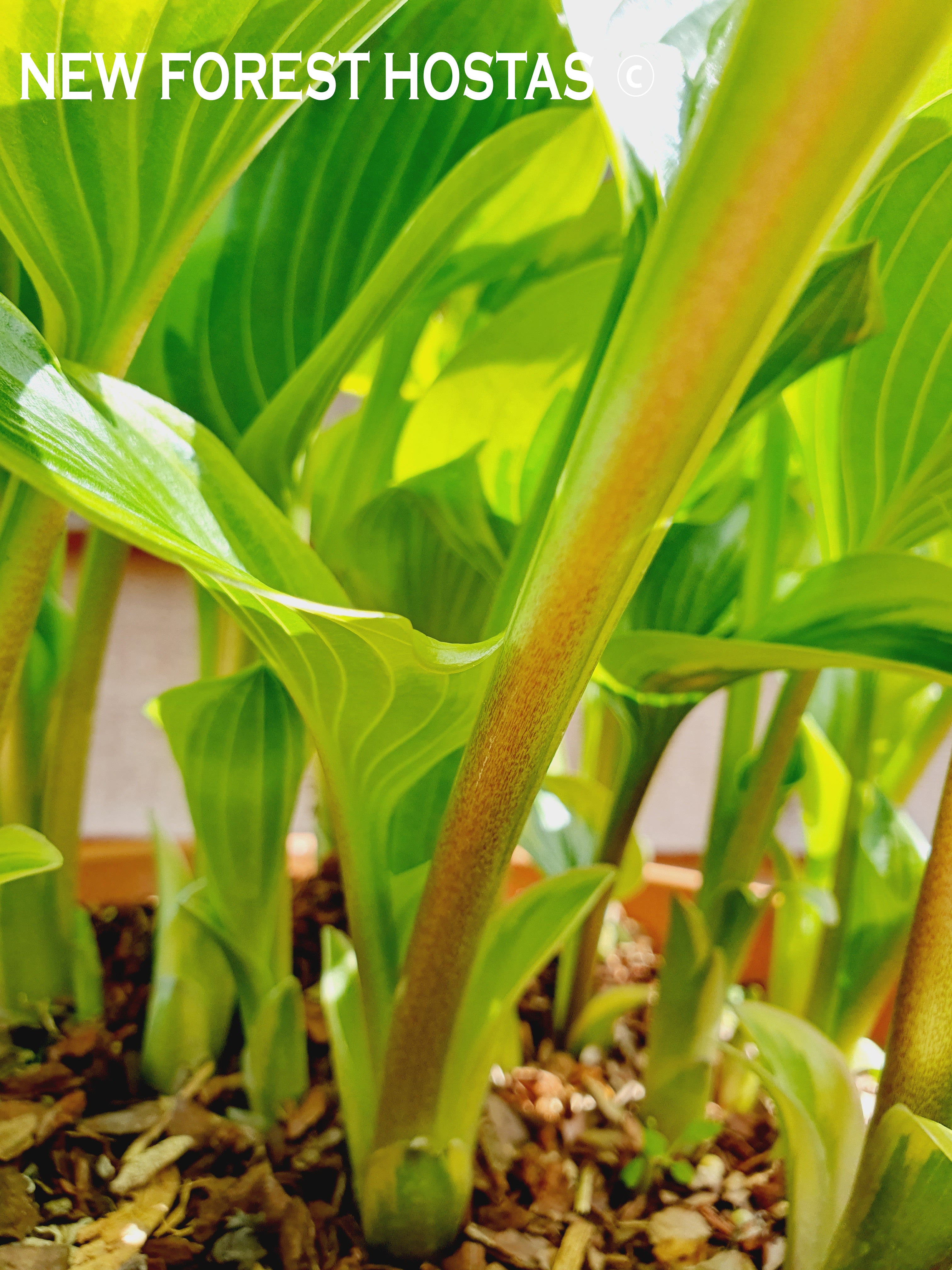 Hosta 'Queen Josephine' - New Forest Hostas & Hemerocallis