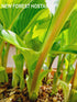 Hosta 'Queen Josephine' - New Forest Hostas & Hemerocallis