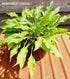 Hosta 'Quill' - New Forest Hostas & Hemerocallis