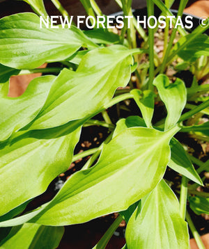 Hosta 'Quill' - New Forest Hostas & Hemerocallis