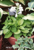 Hosta 'Rainforest Sunrise' - New Forest Hostas & Hemerocallis