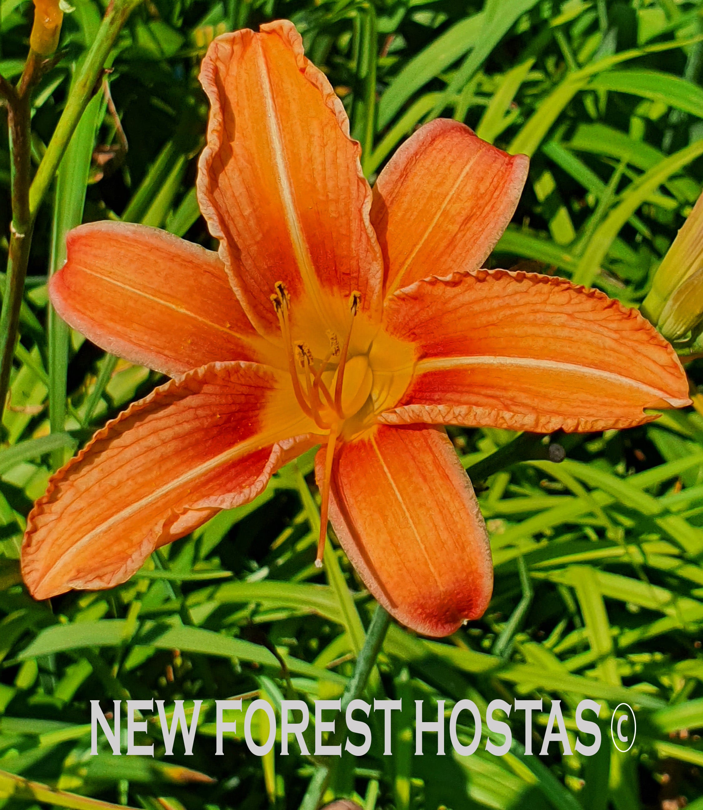 Hemerocallis 'Rajah' - New Forest Hostas & Hemerocallis