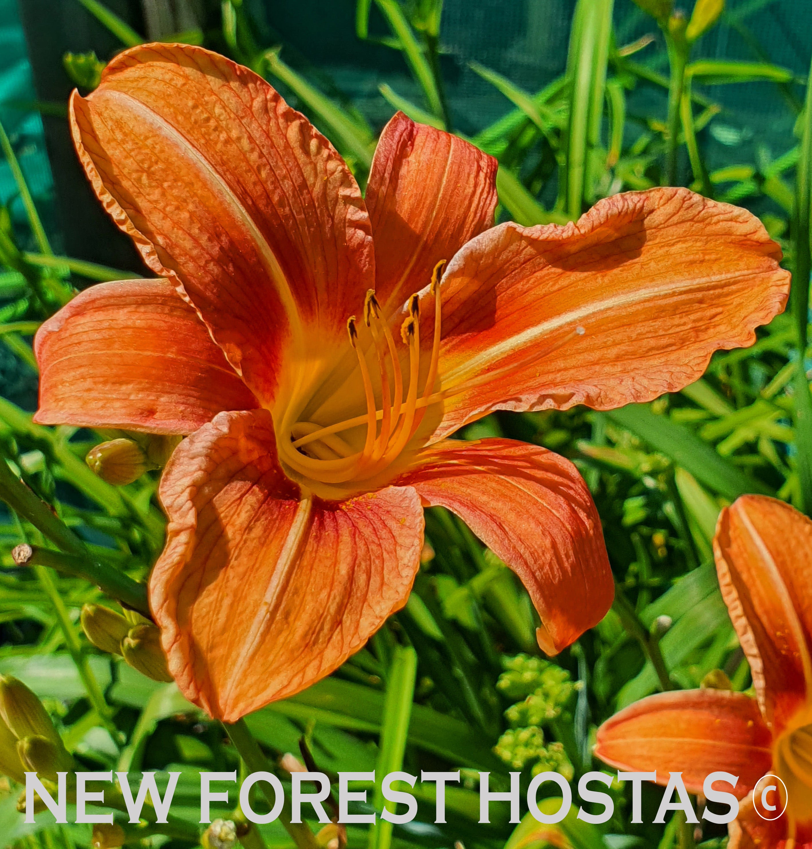 Hemerocallis 'Rajah' - New Forest Hostas & Hemerocallis