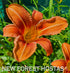 Hemerocallis 'Rajah' - New Forest Hostas & Hemerocallis