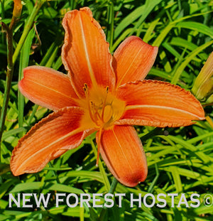 Hemerocallis 'Rajah' - New Forest Hostas & Hemerocallis