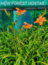 Hemerocallis 'Rajah' - New Forest Hostas & Hemerocallis