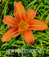 Hemerocallis 'Rajah' - New Forest Hostas & Hemerocallis