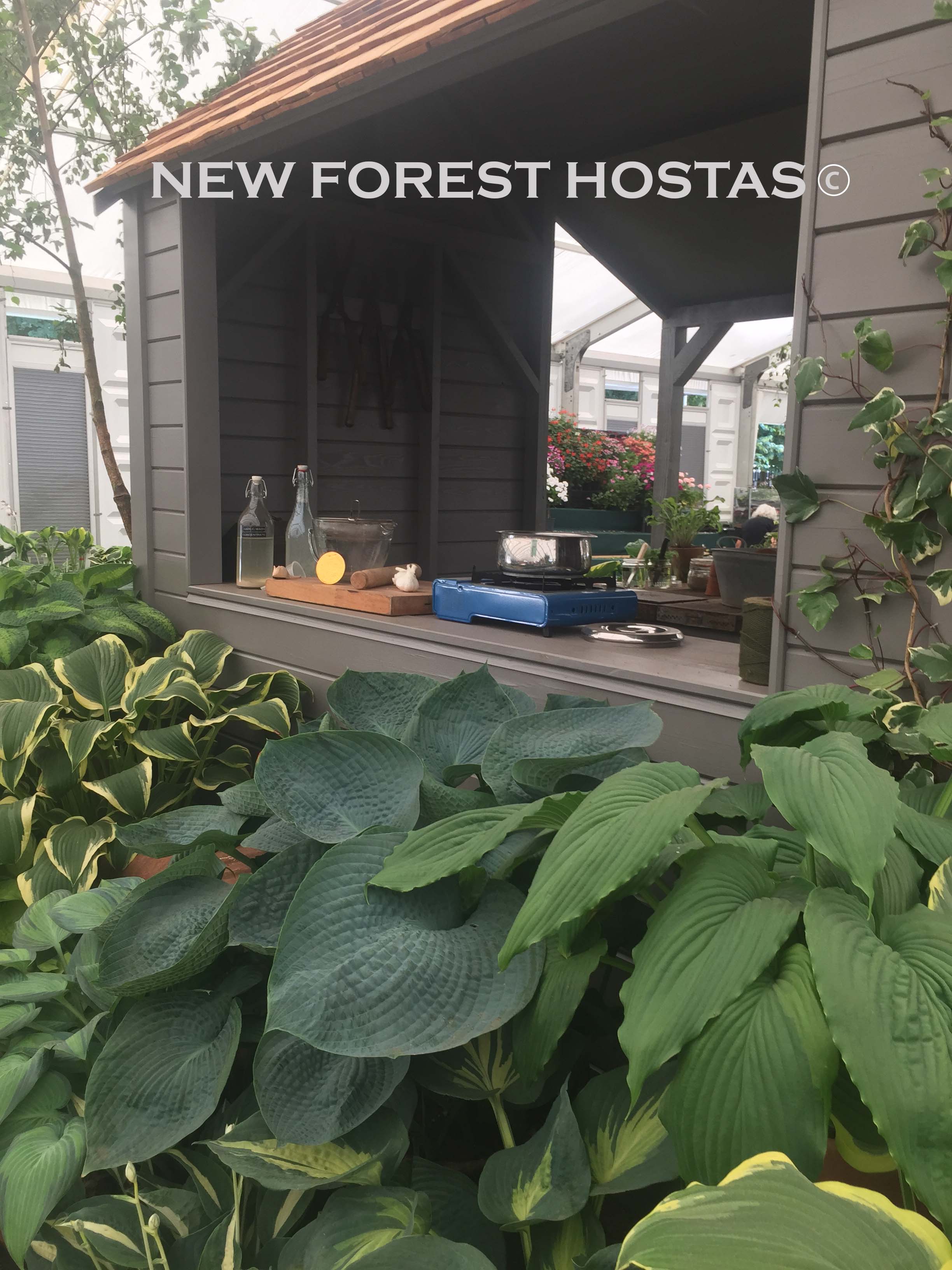 Hosta 'Big Daddy'- Larger Specimens - New Forest Hostas & Hemerocallis