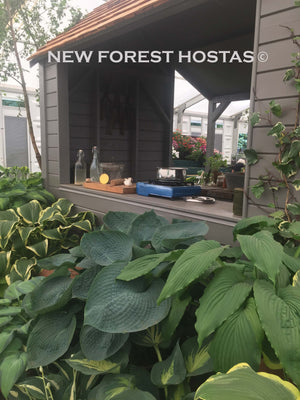 Hosta 'Big Daddy' - New Forest Hostas & Hemerocallis