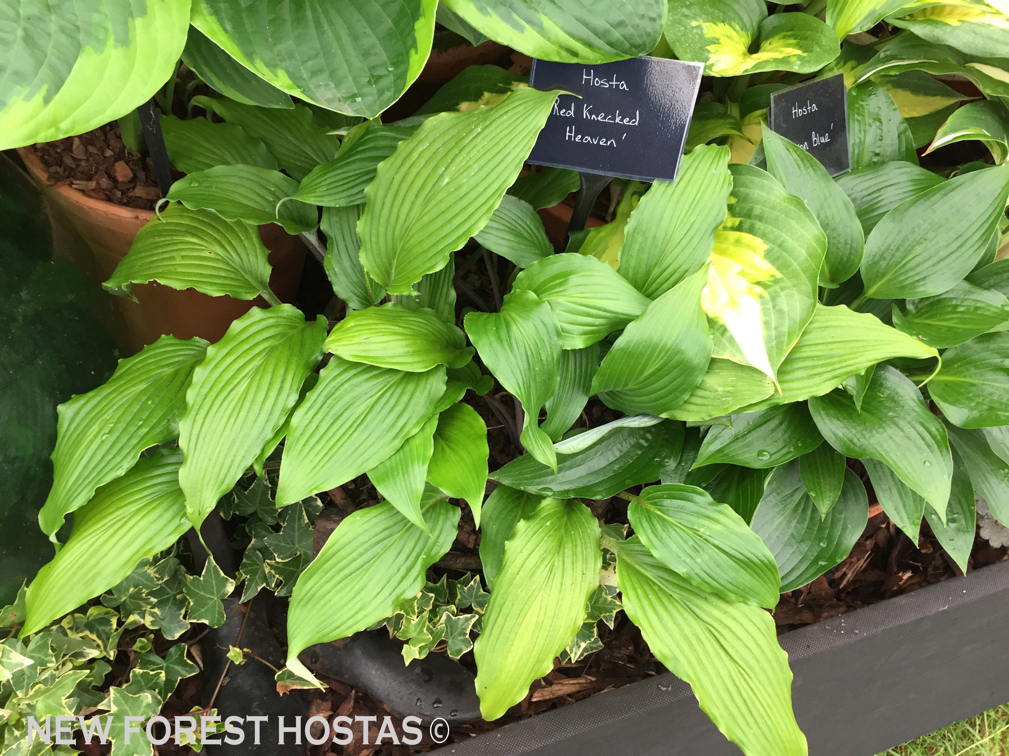 Hosta 'Red Neck Heaven' - New Forest Hostas & Hemerocallis