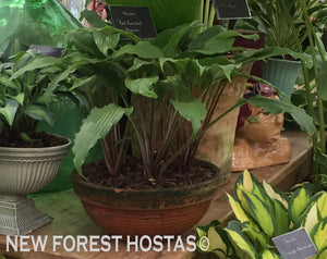 Hosta 'Red Neck Heaven' - New Forest Hostas & Hemerocallis