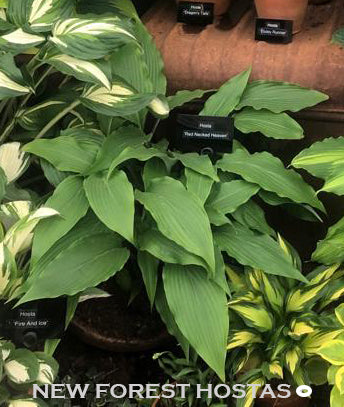 Hosta 'Red Neck Heaven' - New Forest Hostas & Hemerocallis