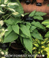 Hosta 'Red Neck Heaven' - New Forest Hostas & Hemerocallis