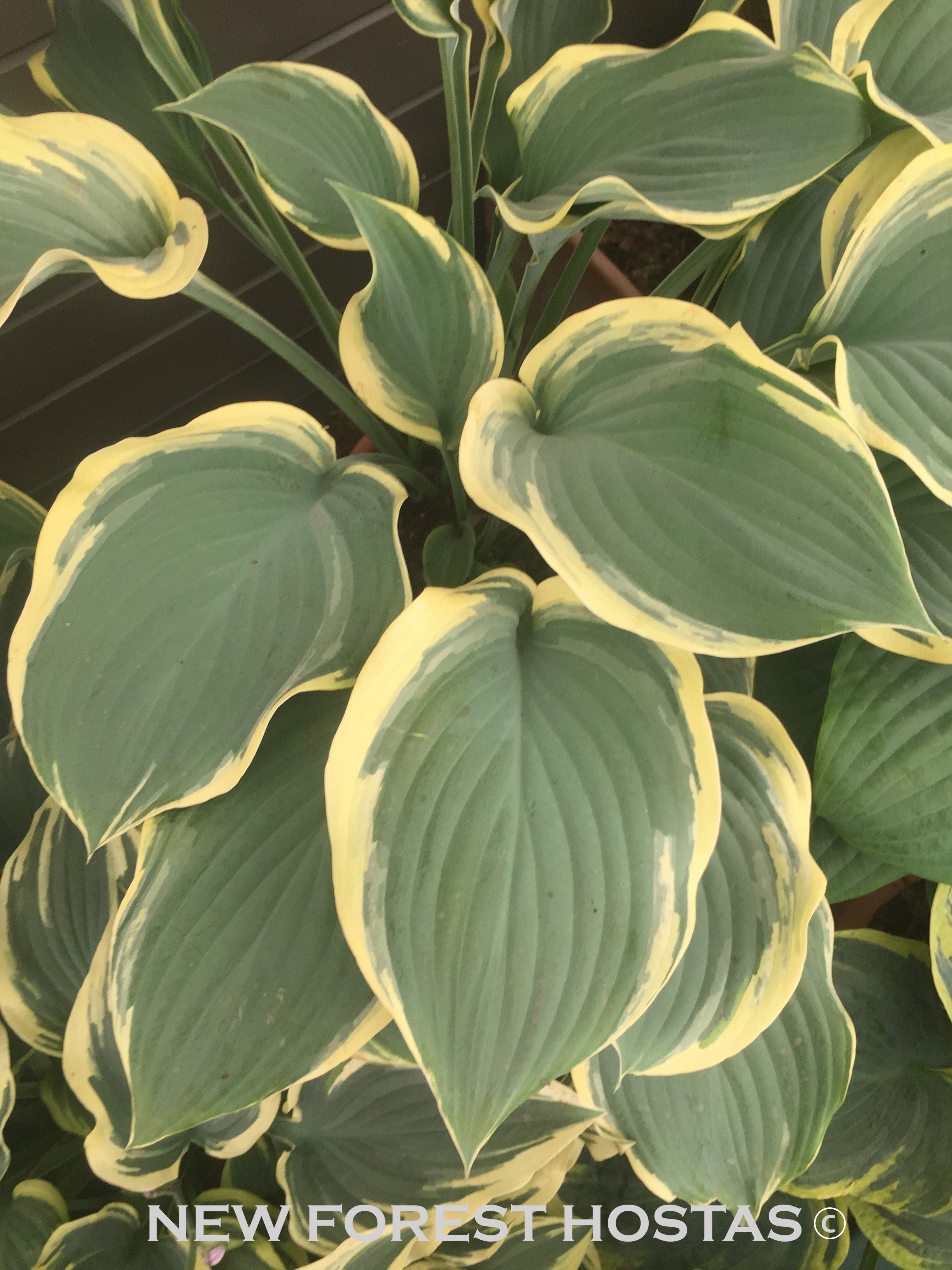 Hosta 'Regal Splendor' - New Forest Hostas & Hemerocallis