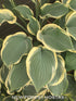 Hosta 'Regal Splendor' - New Forest Hostas & Hemerocallis